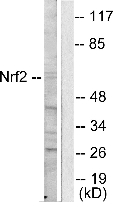 Western blot analysis of lysates from HUVEC cells, using Nrf2 Antibody. The lane on the right is blocked with the synthesized peptide.