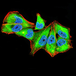Fig4: ICC staining IL1RAPL1 (green) and Actin filaments (red) in Hela cells. The nuclear counter stain is DAPI (blue). Cells were fixed in paraformaldehyde, permeabilised with 0.25% Triton X100/PBS.