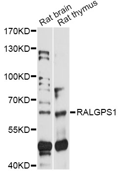 Western blot - RALGPS1 Polyclonal Antibody 