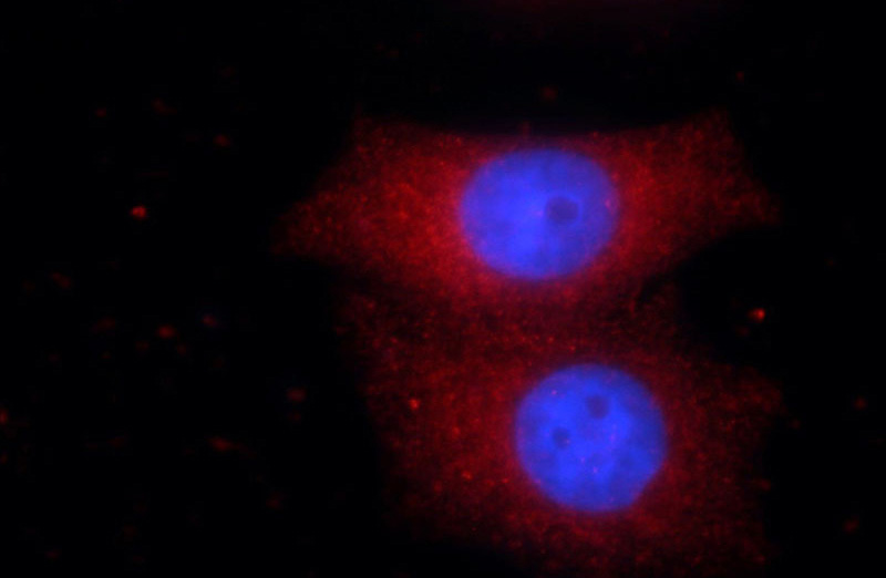 Immunofluorescent analysis of HepG2 cells using Catalog No:115889(TBX2 Antibody) at dilution of 1:50 and Rhodamine-Goat anti-Rabbit IgG