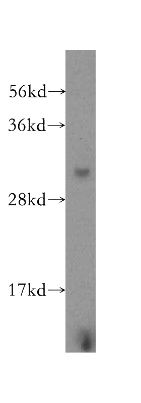 human heart tissue were subjected to SDS PAGE followed by western blot with Catalog No:109465(COPS7A antibody) at dilution of 1:300