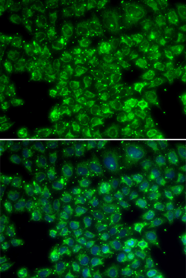 Immunofluorescence - LYZL6 Polyclonal Antibody 