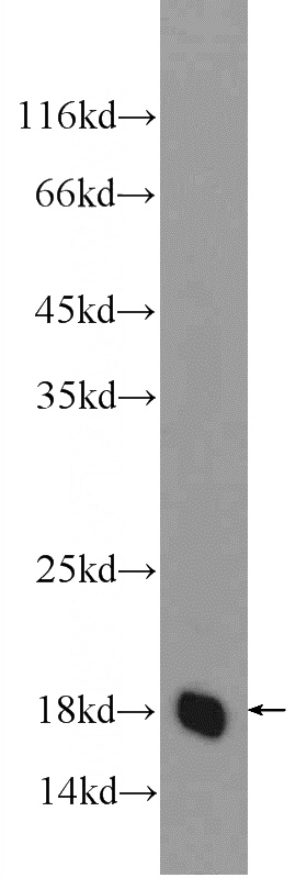 NIH/3T3 cells were subjected to SDS PAGE followed by western blot with Catalog No:116174(TMEM199 Antibody) at dilution of 1:600