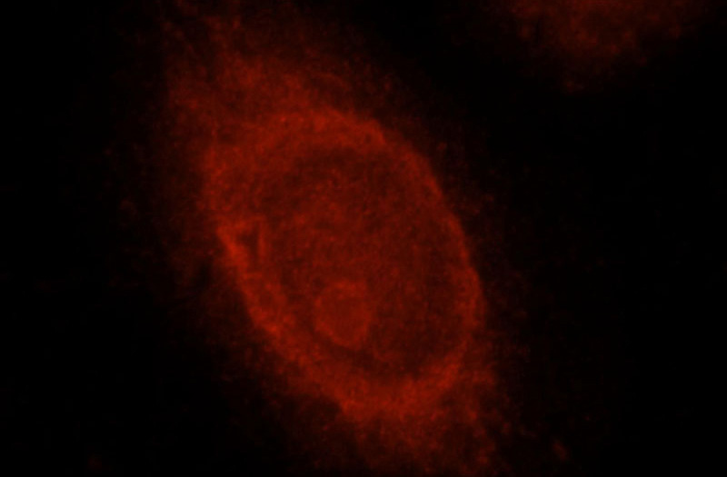 Immunofluorescent analysis of Hela cells, using RBPMS antibody Catalog No:114567 at 1:25 dilution and Rhodamine-labeled goat anti-rabbit IgG (red).