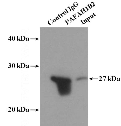 IP Result of anti-PAFAH1B2 (IP:Catalog No:113486, 4ug; Detection:Catalog No:113486 1:600) with mouse testis tissue lysate 4000ug.