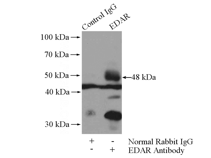 IP Result of anti-EDAR (IP:Catalog No:110298, 4ug; Detection:Catalog No:110298 1:500) with A549 cells lysate 2800ug.