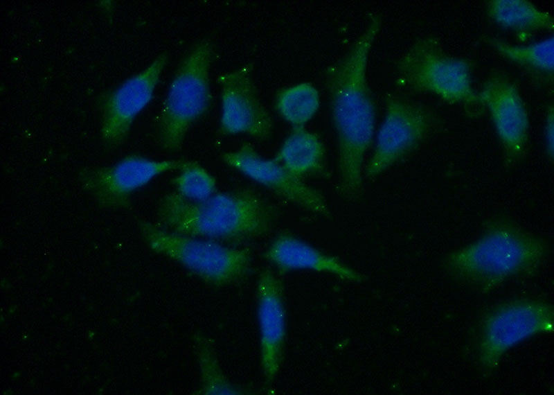 Immunofluorescent analysis of (-20oc Ethanol) fixed HeLa cells using Catalog No:111712(HTR4 Antibody) at dilution of 1:100 and Alexa Fluor 488-congugated AffiniPure Goat Anti-Rabbit IgG(H+L)