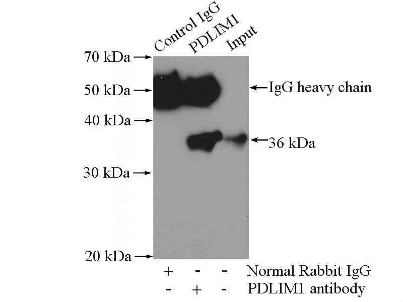 IP Result of anti-PDLIM1,CLP36 (IP:Catalog No:113629, 3ug; Detection:Catalog No:113629 1:600) with mouse heart tissue lysate 4000ug.
