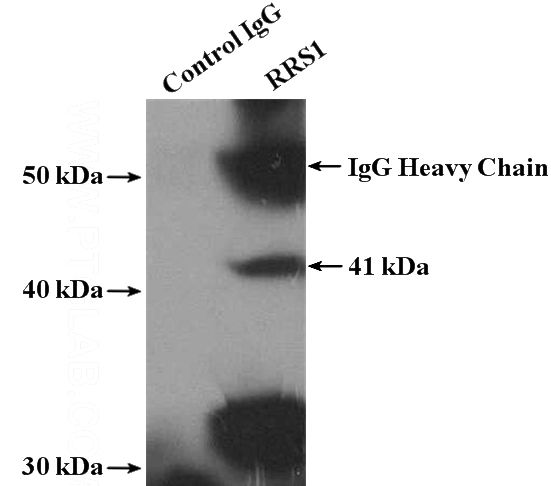IP Result of anti-RRS1 (IP:Catalog No:114931, 4ug; Detection:Catalog No:114931 1:800) with K-562 cells lysate 3200ug.