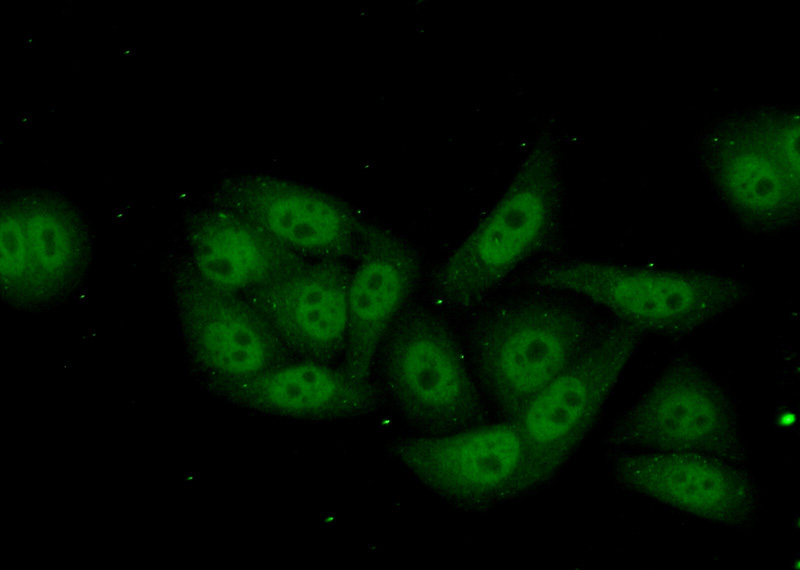 Immunofluorescent analysis of (10% Formaldehyde) fixed HepG2 cells using Catalog No:114044(POLR2I Antibody) at dilution of 1:50 and Alexa Fluor 488-congugated AffiniPure Goat Anti-Rabbit IgG(H+L)