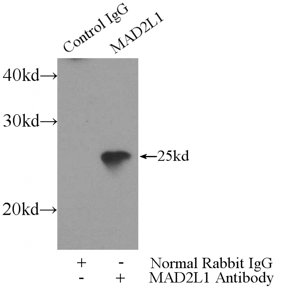 IP Result of anti-MAD2L1 (IP:Catalog No:112367, 3ug; Detection:Catalog No:112367 1:500) with HEK-293 cells lysate 1800ug.