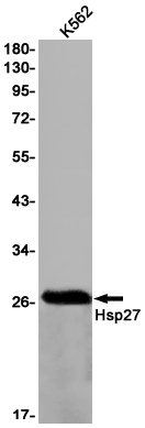 Western blot detection of Hsp27 in K562 cell lysates using Hsp27 Rabbit pAb(1:1000 diluted).Predicted band size:23kDa.Observed band size:27kDa.