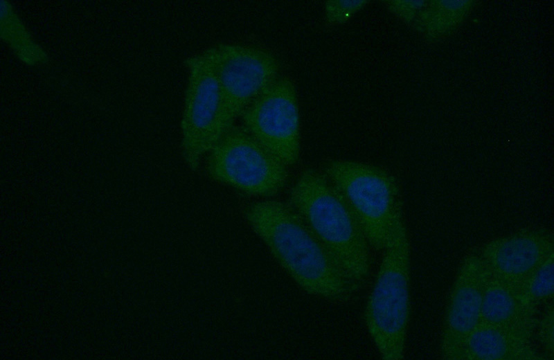 Immunofluorescent analysis of (10% Formaldehyde) fixed HepG2 cells using Catalog No:110542(FBXL14 Antibody) at dilution of 1:50 and Alexa Fluor 488-congugated AffiniPure Goat Anti-Rabbit IgG(H+L)