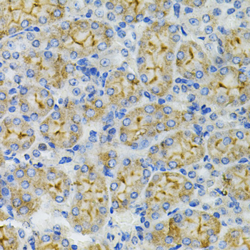 Immunohistochemistry - DEFB132 Polyclonal Antibody 
