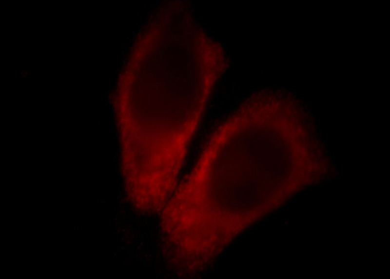 Immunofluorescent analysis of MCF-7 cells, using NUTF2 antibody Catalog No: at 1:50 dilution and Rhodamine-labeled goat anti-mouse IgG (red).
