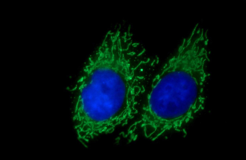 Immunofluorescent analysis of HepG2 cells using Catalog No:115125(SERAC1 Antibody) at dilution of 1:50 and Alexa Fluor 488-congugated AffiniPure Goat Anti-Rabbit IgG(H+L)