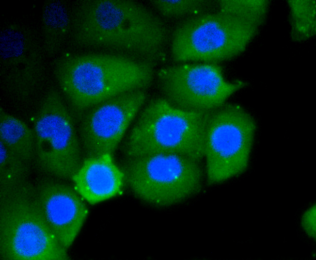 Immunofluorescence - RHOA/RHOB/RHOC Monoclonal Antibody 