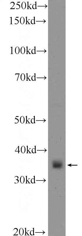 mouse testis tissue were subjected to SDS PAGE followed by western blot with Catalog No:110091(DNAJB13 Antibody) at dilution of 1:1000