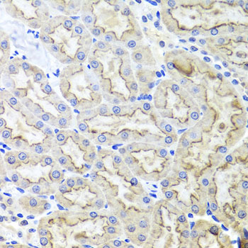 Immunohistochemistry - LRP2 Polyclonal Antibody 