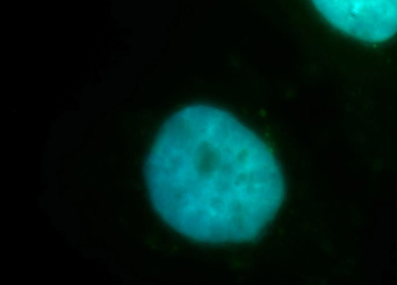 Immunofluorescent analysis of HepG2 cells, using PROX1 antibody Catalog No:114224 at 1:100 dilution and FITC-labeled donkey anti-rabbit IgG(green). Blue pseudocolor = DAPI (fluorescent DNA dye).