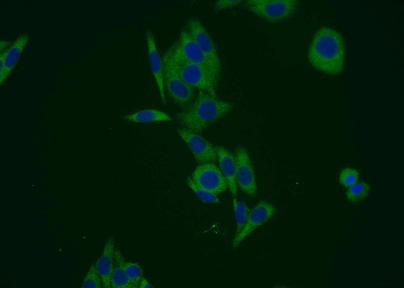Immunofluorescent analysis of HepG2 cells using Catalog No:114395(PSMD12 Antibody) at dilution of 1:25 and Alexa Fluor 488-congugated AffiniPure Goat Anti-Rabbit IgG(H+L)