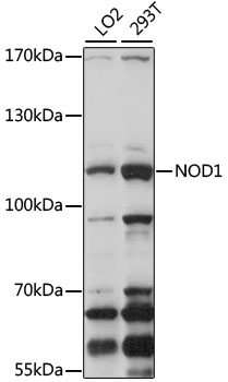 Western blot - NOD1 Polyclonal Antibody 