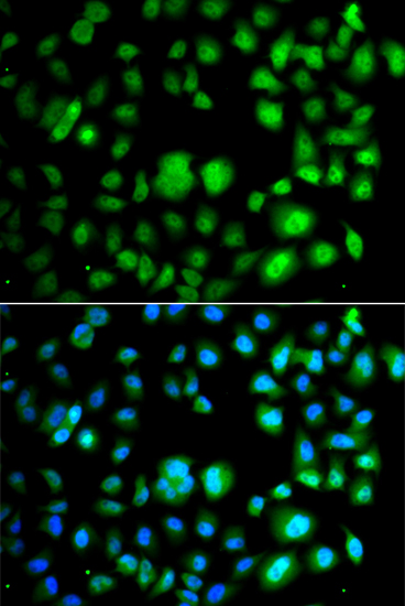 Immunofluorescence - TET3 Polyclonal Antibody 