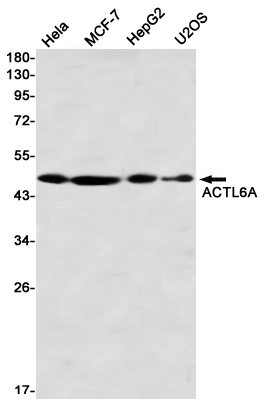 Western blot detection of ACTL6A in Hela,MCF-7,HepG2,U2OS using ACTL6A Rabbit mAb(1:1000 diluted)