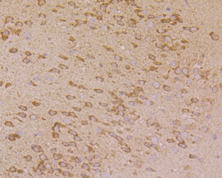 Fig8: Immunohistochemical analysis of paraffin-embedded mouse brain tissue using anti-PHF8 antibody. Counter stained with hematoxylin.