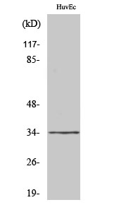 Fig1:; Western Blot analysis of various cells using Olfactory receptor 2M7 Polyclonal Antibody diluted at 1: 2000