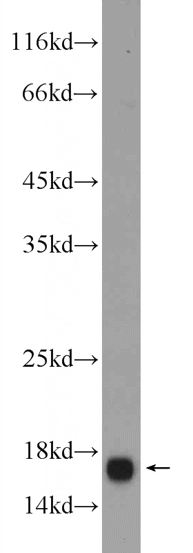 mouse colon tissue were subjected to SDS PAGE followed by western blot with Catalog No:111624(IFITM3 Antibody) at dilution of 1:1000