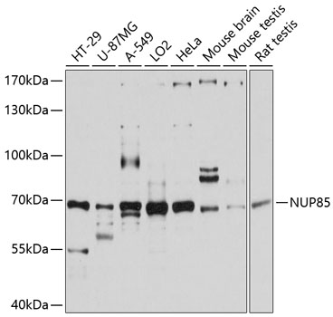 Western blot - NUP85 Polyclonal Antibody 