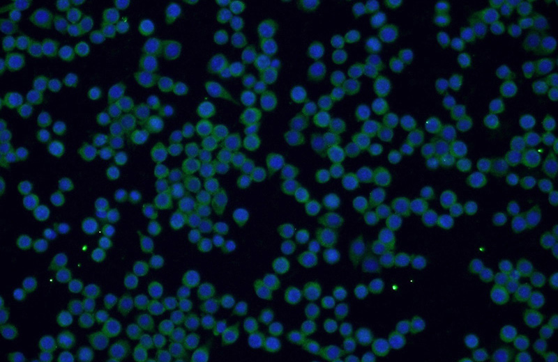 Immunofluorescent analysis of RAW 264.7 cells using Catalog No:115537(SPAG9 Antibody) at dilution of 1:50 and Alexa Fluor 488-congugated AffiniPure Goat Anti-Rabbit IgG(H+L)