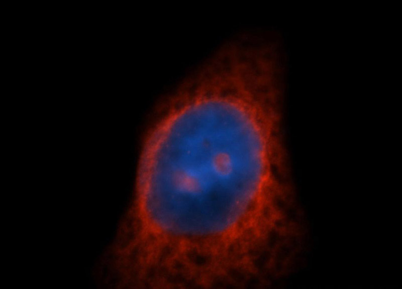 Immunofluorescent analysis of HepG2 cells, using RPL7A antibody Catalog No:114900 at 1:50 dilution and Rhodamine-labeled goat anti-rabbit IgG (red). Blue pseudocolor = DAPI (fluorescent DNA dye).