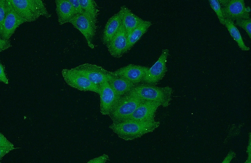Immunofluorescent analysis of HepG2 cells using Catalog No:115532(SPAG4-Specific Antibody) at dilution of 1:50 and Alexa Fluor 488-congugated AffiniPure Goat Anti-Rabbit IgG(H+L)