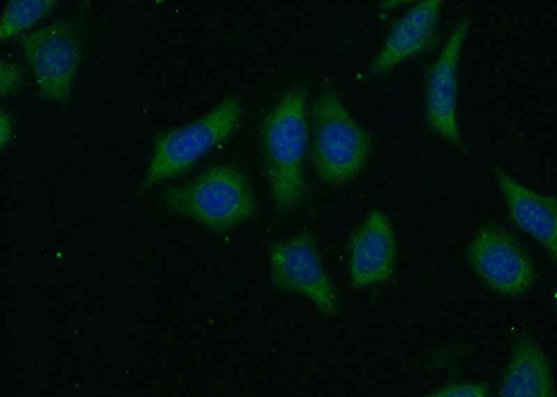 Immunofluorescent analysis of (-20oc Ethanol) fixed HeLa cells using Catalog No:112323(LRP5 Antibody) at dilution of 1:50 and Alexa Fluor 488-congugated AffiniPure Goat Anti-Rabbit IgG(H+L)