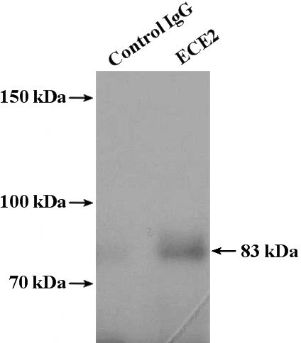 IP Result of anti-ECE2 (IP:Catalog No:110291, 4ug; Detection:Catalog No:110291 1:500) with mouse liver tissue lysate 4000ug.