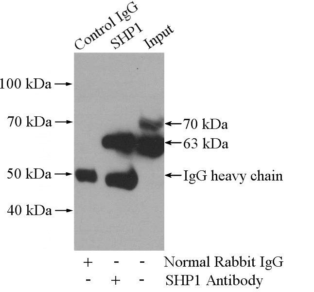 IP Result of anti-PTPN6 (IP:Catalog No:115279, 4ug; Detection:Catalog No:115279 1:600) with Jurkat cells lysate 3600ug.