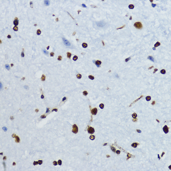 Immunohistochemistry - Acetyl-Histone H4-K12 pAb 