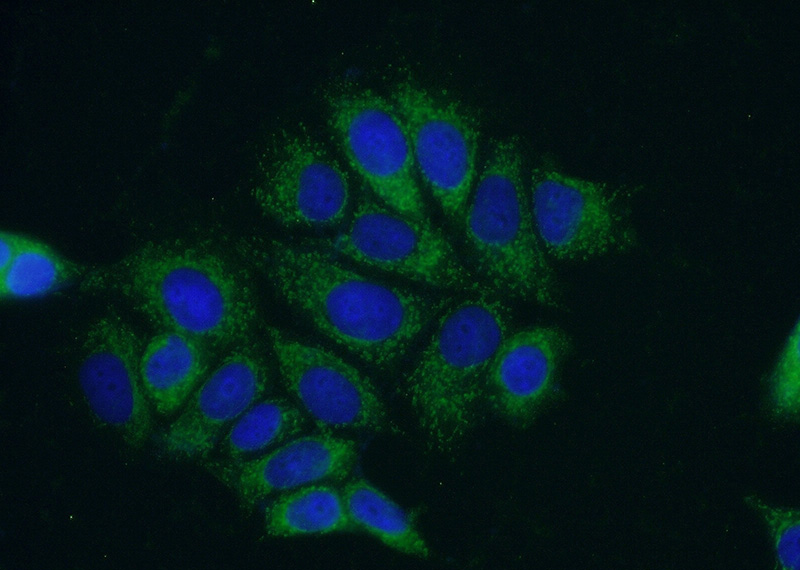 Immunofluorescent analysis of (-20oc Ethanol) fixed MCF-7 cells using Catalog No:114133(PPM1B Antibody) at dilution of 1:50 and Alexa Fluor 488-congugated AffiniPure Goat Anti-Rabbit IgG(H+L)