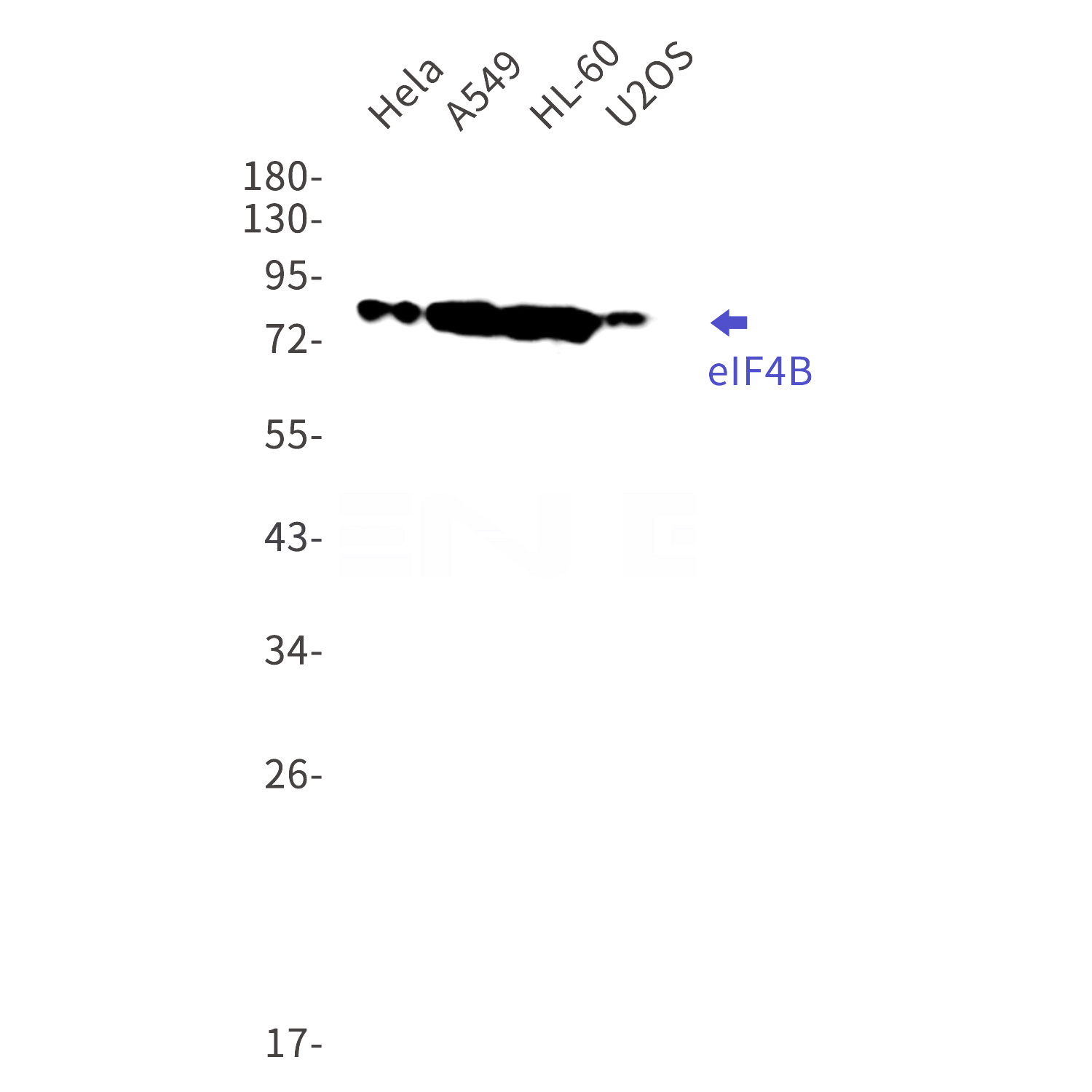 Western blot detection of eIF4B in Hela,A549,HL-60,U2OS cell lysates using eIF4B Rabbit mAb(1:1000 diluted).Predicted band size:69kDa.Observed band size:80kDa.