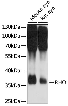 Western blot - RHO Polyclonal Antibody 