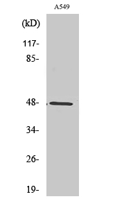 Fig1:; Western Blot analysis of various cells using PSK-H1 Polyclonal Antibody