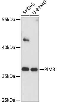 Western blot - PIM3 Polyclonal Antibody 