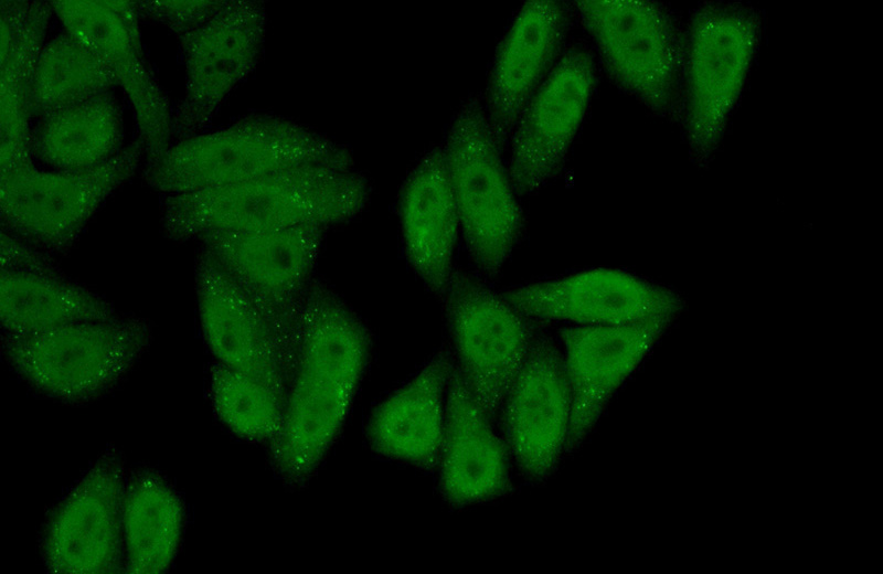 Immunofluorescent analysis of (10% Formaldehyde) fixed HepG2 cells using Catalog No:111834(IRF2BP2 Antibody) at dilution of 1:50 and Alexa Fluor 488-congugated AffiniPure Goat Anti-Rabbit IgG(H+L)