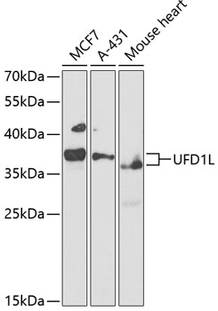 Western blot - UFD1L Polyclonal Antibody.Western blot analysis of extracts of various cell lines, using UFD1L antibody at 1:1000 dilution.Secondary antibody: HRP Goat Anti-Rabbit IgG (H+L) at 1:10000 dilution.Lysates/proteins: 25ug per lane.Blocking buffer: 3% nonfat dry milk in TBST.Exposure time: 90s.