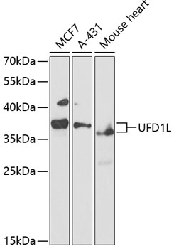 Western blot - UFD1L Polyclonal Antibody.Western blot analysis of extracts of various cell lines, using UFD1L antibody at 1:1000 dilution.Secondary antibody: HRP Goat Anti-Rabbit IgG (H+L) at 1:10000 dilution.Lysates/proteins: 25ug per lane.Blocking buffer: 3% nonfat dry milk in TBST.Exposure time: 90s.