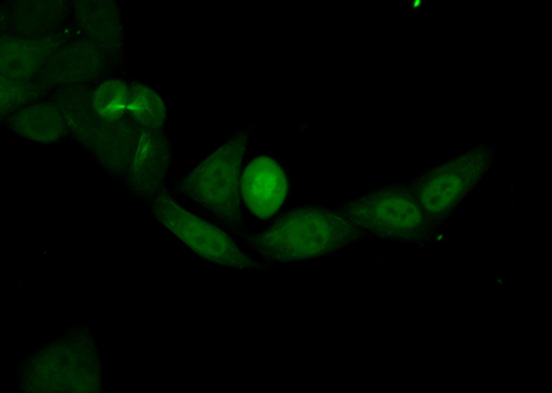 Immunofluorescent analysis of (10% Formaldehyde) fixed HepG2 cells using Catalog No:114169(PRC1 Antibody) at dilution of 1:50 and Alexa Fluor 488-congugated AffiniPure Goat Anti-Rabbit IgG(H+L)