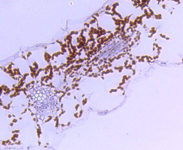 Fig2: Immunohistochemical analysis of paraffin-embedded A. thaliana using anti-Rubisco activase rabbit polyclonal antibody. .