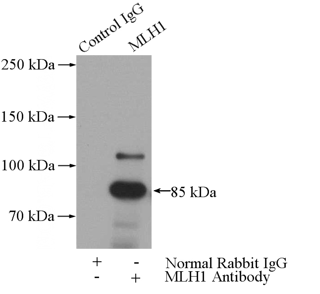 IP Result of anti-MLH1 (IP:Catalog No:112676, 3ug; Detection:Catalog No:112676 1:500) with HeLa cells lysate 3200ug.